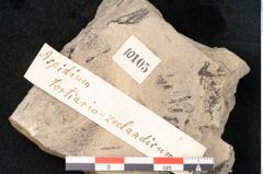 Foto (Detailansicht) von Aspidium tertiareozeelandicum Ettingshausen (NHMW-GEO-2024-0188-10105)